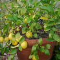 Sweet Lemon Plant Manufacturer Supplier Wholesale Exporter Importer Buyer Trader Retailer
