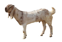 Jamunapari Goat Manufacturer Supplier Wholesale Exporter Importer Buyer Trader Retailer