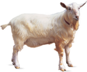 Saanen Goat Manufacturer Supplier Wholesale Exporter Importer Buyer Trader Retailer