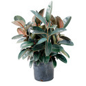 Rubber Plant Manufacturer Supplier Wholesale Exporter Importer Buyer Trader Retailer