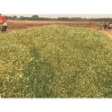 Corn Silage Manufacturer Supplier Wholesale Exporter Importer Buyer Trader Retailer