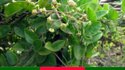 Tylophora Indica Plant Manufacturer Supplier Wholesale Exporter Importer Buyer Trader Retailer