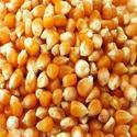 Maize Seeds Manufacturer Supplier Wholesale Exporter Importer Buyer Trader Retailer