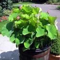 Lotus Plant Manufacturer Supplier Wholesale Exporter Importer Buyer Trader Retailer