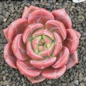 Echeveria Manufacturer Supplier Wholesale Exporter Importer Buyer Trader Retailer