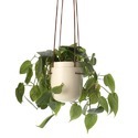 Hanging Planters Manufacturer Supplier Wholesale Exporter Importer Buyer Trader Retailer