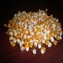 Maize Cattle Feed Manufacturer Supplier Wholesale Exporter Importer Buyer Trader Retailer