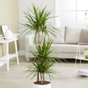 Dracaena Plant Manufacturer Supplier Wholesale Exporter Importer Buyer Trader Retailer