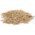 Jute Seeds Manufacturer Supplier Wholesale Exporter Importer Buyer Trader Retailer