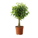 Ficus Benjamina Plant Manufacturer Supplier Wholesale Exporter Importer Buyer Trader Retailer