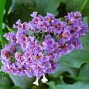 Limonium Manufacturer Supplier Wholesale Exporter Importer Buyer Trader Retailer