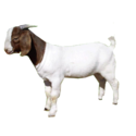 Boer Goat Manufacturer Supplier Wholesale Exporter Importer Buyer Trader Retailer