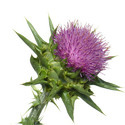 Milk Thistle Manufacturer Supplier Wholesale Exporter Importer Buyer Trader Retailer