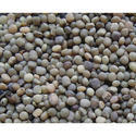 Cluster Bean Seed Manufacturer Supplier Wholesale Exporter Importer Buyer Trader Retailer