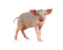 Piglet Manufacturer Supplier Wholesale Exporter Importer Buyer Trader Retailer