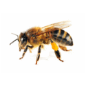 Honey Bee Manufacturer Supplier Wholesale Exporter Importer Buyer Trader Retailer