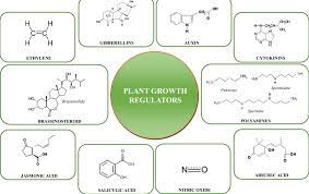 Plant Growth Regulators Manufacturer Supplier Wholesale Exporter Importer Buyer Trader Retailer