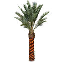 Palm Trees Manufacturer Supplier Wholesale Exporter Importer Buyer Trader Retailer