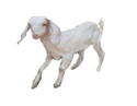 Malabari Goat Manufacturer Supplier Wholesale Exporter Importer Buyer Trader Retailer