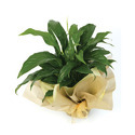 Foliage Plant Manufacturer Supplier Wholesale Exporter Importer Buyer Trader Retailer