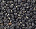 Urad Seeds Manufacturer Supplier Wholesale Exporter Importer Buyer Trader Retailer