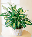 Dieffenbachia Plant Manufacturer Supplier Wholesale Exporter Importer Buyer Trader Retailer