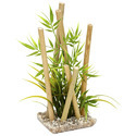 Bamboo Plants Manufacturer Supplier Wholesale Exporter Importer Buyer Trader Retailer