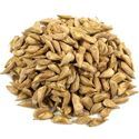 Cedrus Deodara Seeds Manufacturer Supplier Wholesale Exporter Importer Buyer Trader Retailer