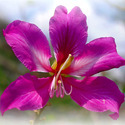 Bauhinia Purpurea Manufacturer Supplier Wholesale Exporter Importer Buyer Trader Retailer