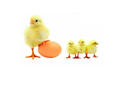 Broiler Chicks Manufacturer Supplier Wholesale Exporter Importer Buyer Trader Retailer