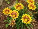 Gazania Plant Manufacturer Supplier Wholesale Exporter Importer Buyer Trader Retailer