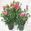 Carnation Plants Manufacturer Supplier Wholesale Exporter Importer Buyer Trader Retailer