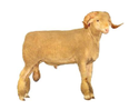 Rambouillet Sheep Manufacturer Supplier Wholesale Exporter Importer Buyer Trader Retailer