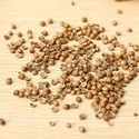 Vegetable Seeds Manufacturer Supplier Wholesale Exporter Importer Buyer Trader Retailer