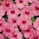 Impatiens Seeds Manufacturer Supplier Wholesale Exporter Importer Buyer Trader Retailer