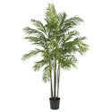 Areca Palm Manufacturer Supplier Wholesale Exporter Importer Buyer Trader Retailer