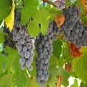 Vine Manufacturer Supplier Wholesale Exporter Importer Buyer Trader Retailer