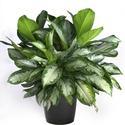 Aglaonema Plant Manufacturer Supplier Wholesale Exporter Importer Buyer Trader Retailer