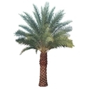 Date Palm Trees Manufacturer Supplier Wholesale Exporter Importer Buyer Trader Retailer