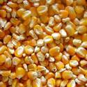 Hybrid Maize Seeds Manufacturer Supplier Wholesale Exporter Importer Buyer Trader Retailer