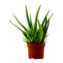 Aloe Vera Plant Manufacturer Supplier Wholesale Exporter Importer Buyer Trader Retailer