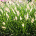 Ornamental Grasses Manufacturer Supplier Wholesale Exporter Importer Buyer Trader Retailer