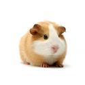 Guinea pig Manufacturer Supplier Wholesale Exporter Importer Buyer Trader Retailer