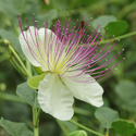 Capparis Spinosa Manufacturer Supplier Wholesale Exporter Importer Buyer Trader Retailer