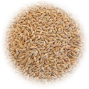 Grass Seeds Manufacturer Supplier Wholesale Exporter Importer Buyer Trader Retailer