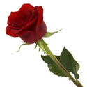 Red Rose Manufacturer Supplier Wholesale Exporter Importer Buyer Trader Retailer