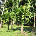 Arecanut Plant Manufacturer Supplier Wholesale Exporter Importer Buyer Trader Retailer