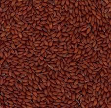 Asaliya Seeds Manufacturer Supplier Wholesale Exporter Importer Buyer Trader Retailer