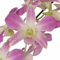 Dendrobium Orchid Flower Manufacturer Supplier Wholesale Exporter Importer Buyer Trader Retailer