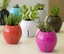 Self Watering Planters Manufacturer Supplier Wholesale Exporter Importer Buyer Trader Retailer